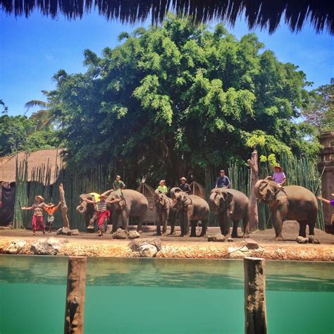 Elephant Show At Bali Safari And Marine Park Bali Elephant Elephant