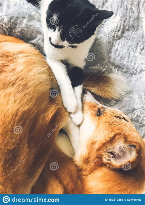 Cute Dog And Cat Sleeping Together On Bed Top View