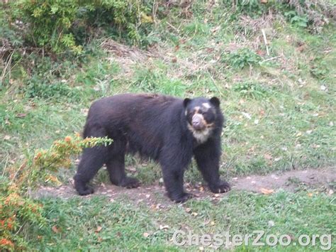 Spectacled Bear Visit Chester Zoo Chester Zoo Flickr