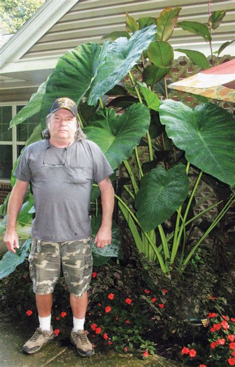 Dutch Ridge couple produces 8-foot-tall elephant ear | News, Sports