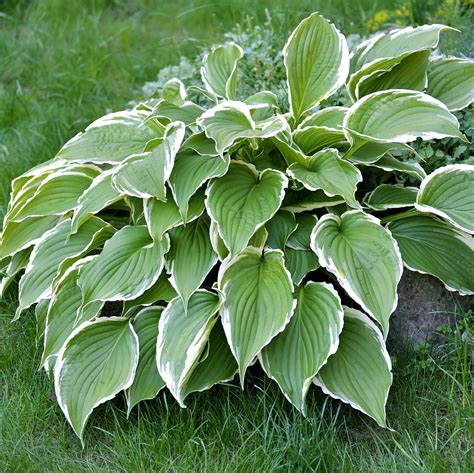 Dark Green And White Hosta Plants For Sale Online Francee Easy To
