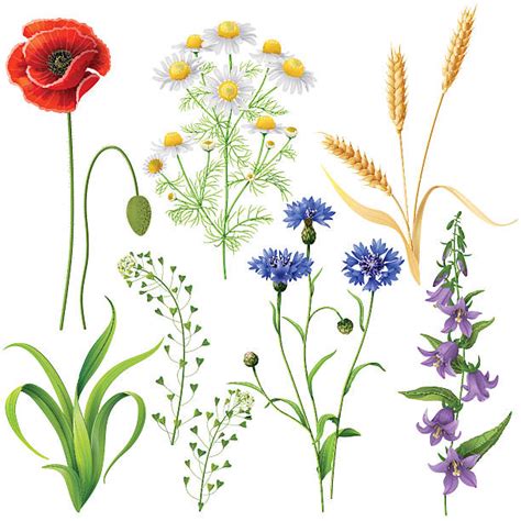 Wildflower Illustrations Royalty Free Vector Graphics And Clip Art Istock