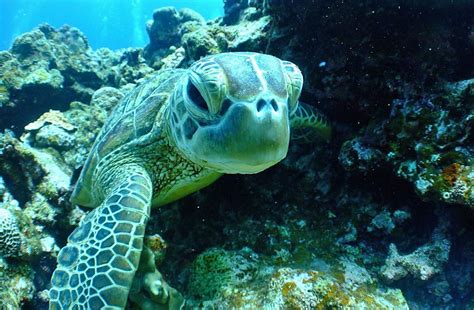 Sea Turtle Habitat Sealifets