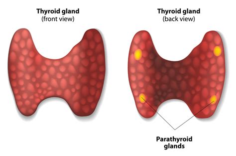 Parathyroidectomy Uc Irvine Medical Center