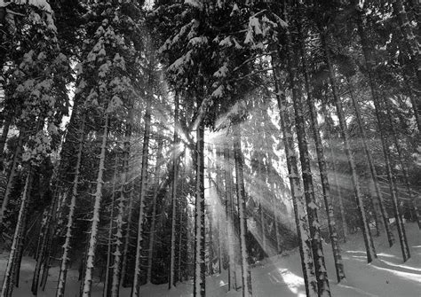 Black And White Winter Wonderland Photograph By Artpics Pixels Merch