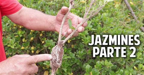 ¿ami cactus le pasa algo? Cómo propagar Gardenia, Jazmines y otros arbustos - Cosas ...