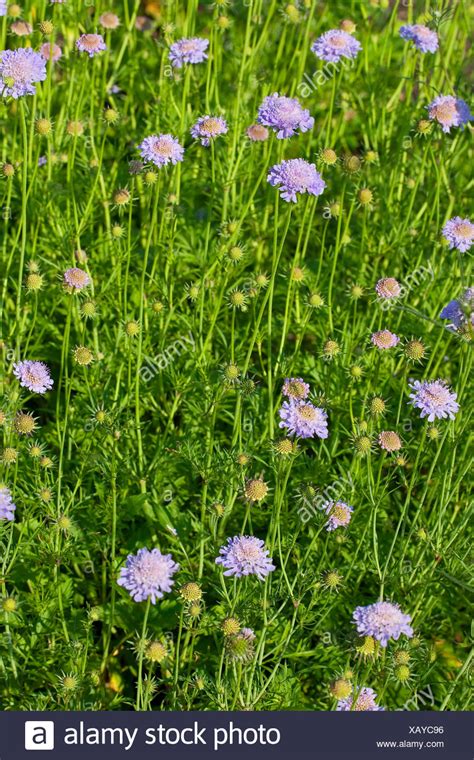 Scabiosa High Resolution Stock Photography And Images Alamy