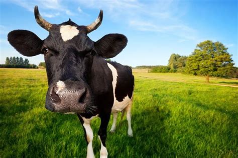 Cows Get Moooody During Puberty Too Smart News Smithsonian Magazine