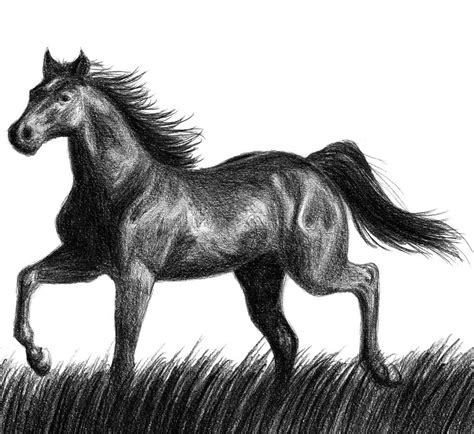 Black Stallion Drawing At Explore Collection Of