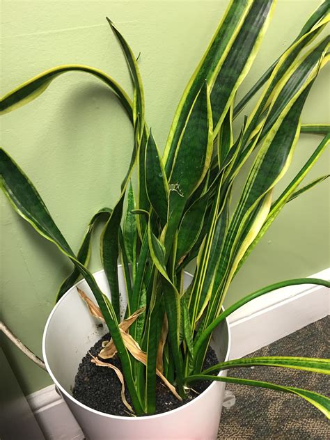 How To Revive A Dying Snake Plant - Snake Poin