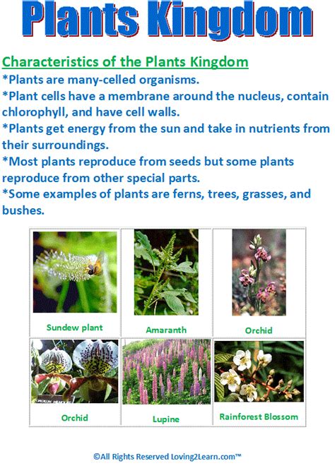 What domain and kingdom are plants in. Super Subjects - Super Science - Life Science - Kingdoms ...