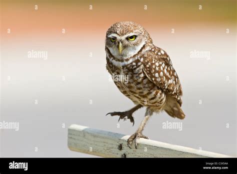 Burrowing Owl Athene Cunicularia Florida Usa Stock Photo Alamy