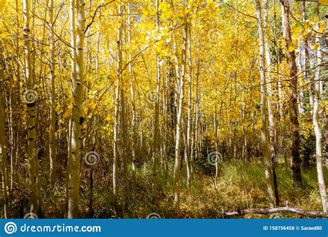 Beautiful Grove Of Bright Yellow Aspen Trees Stock Photo Image Of