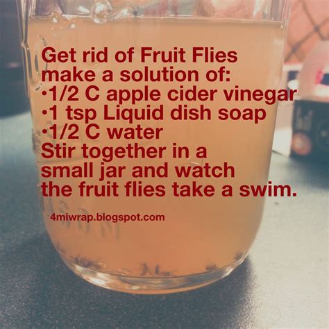 Get Rid Of Those Pesky Fruit Fliesgnats With This Easy Solution