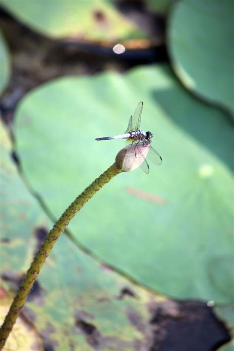 Dragonfly On Lotus Flower Bulb Free Stock Photo Public Domain Pictures
