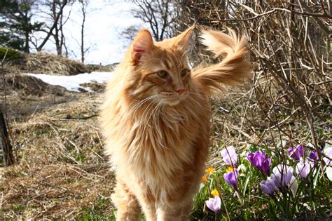 Norwegian Forest Cat Is A Breed Of Domestic Cat Originating In Northern