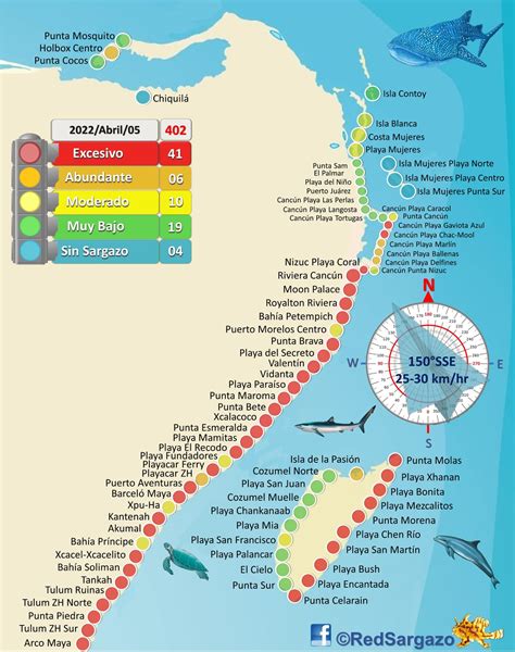 Саргазо утримує 41 пляж у Кінтана Роо на червоному світлі повідомляє Мережа моніторингу infobae