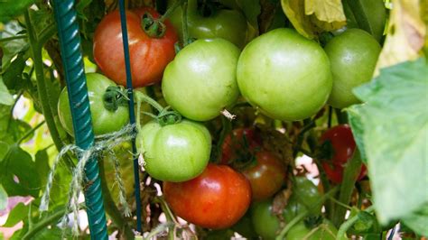Growing Tomatoes In Containers Best Tips And Advice Youtube