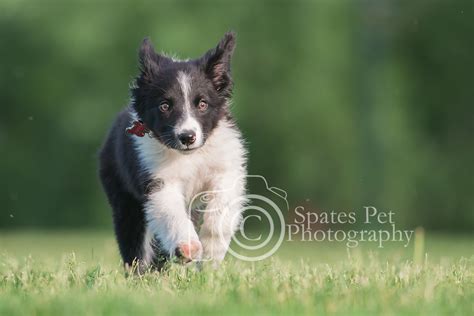 Border Collie Puppy Running Through The Green Grass At Confluence Park