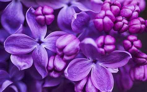 Hd Wallpaper Flowers Of Lilac Purple Color Close Ups Desktop