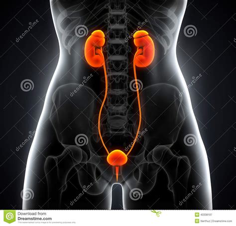 Human Female Kidney Anatomy Stock Illustration - Image: 40338187