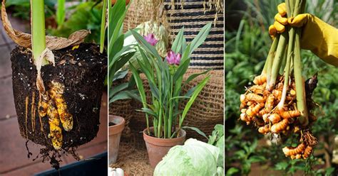 Growing Turmeric In Pots Turmeric Plant Care Uses And Benefits