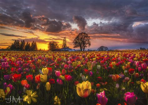 500px Tulip Skies By Jeff Mcneill Field Wallpaper Tulip Fields Tulips