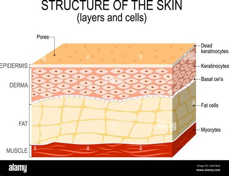 Structure Of The Human Skin Layers And Cells Stock Vector Image And Art