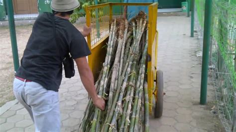 Pagar dari bambu dapat merubah pemandangan taman rumah anda. Contoh penanaman pohon bambu jepang | tanaman pagar - YouTube