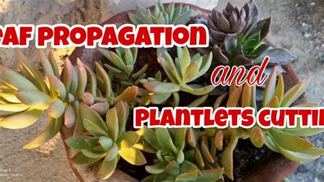 How To Propagate Succulents Easy Steps Youtube