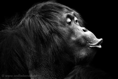 Expressive Black and White Portraits of Zoo Animals