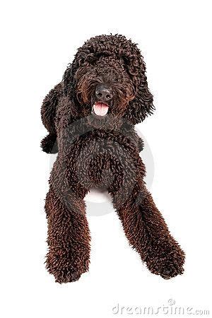 Naturally breeding & whelping doodle & poodle puppies. Goldendoodle, Groodle, Retrodoodle Dog, Poodle Hybrid, Poodle Mix, Poodle, Doodle, Oodle, Poodle ...