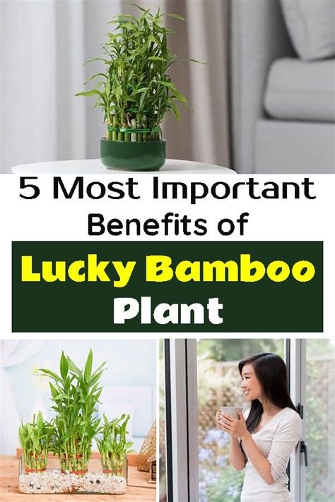 5 Most Important Benefits Of Lucky Bamboo Plant Lucky Bamboo Plants Lucky Bamboo Bamboo