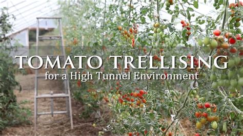 Tomato Trellising For A High Tunnel Environment Tomato Trellis