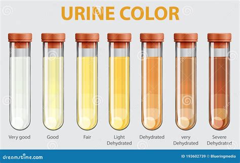 Illustration Of Urine Color Chart Stock Vector Illustration Of Scientific Learning