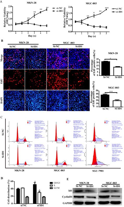 SiRNA Mediated Knockdown Of ID1 Disrupts Nanog And Oct 4 Mediated