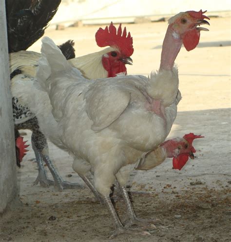 Want To Know My Chicken Breeds