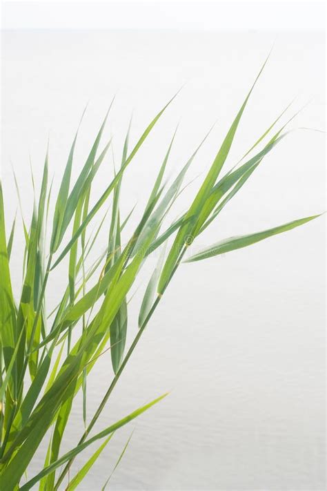 Green Reed Stock Image Image Of Landscape Cane Herb 34830901