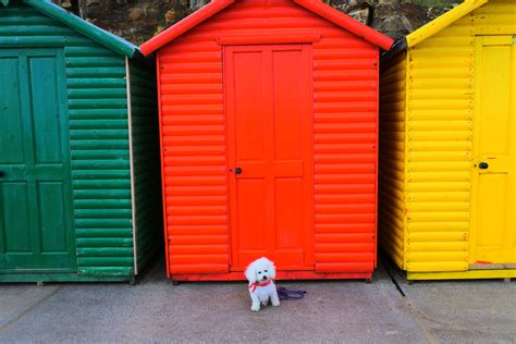 Bichon Beach Huts Ted At The Seaside Whitby Bichons Beach Huts Whitby