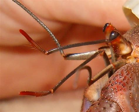 Hermit crab antennae