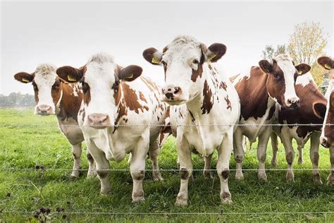 Hd Wallpaper Cows In Field Animals Farm Farmer Farming Livestock