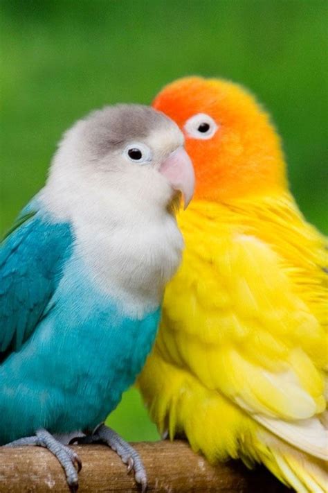 Maybe you would like to learn more about one of these? Love Birds |HD Mobile Wallpapers For Your Smart Phone