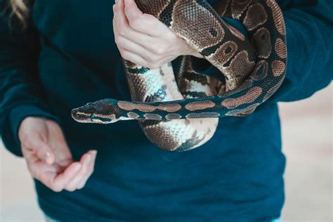 Person Holding Snake · Free Stock Photo