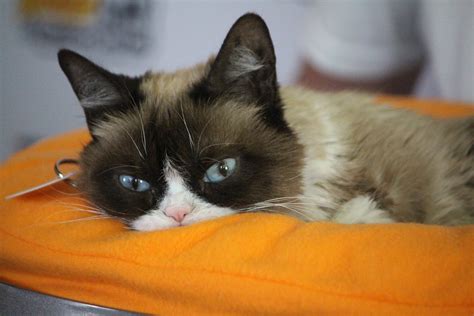 Rip Grumpy Cat Internet Famous Feline Has Died At Age Of 7