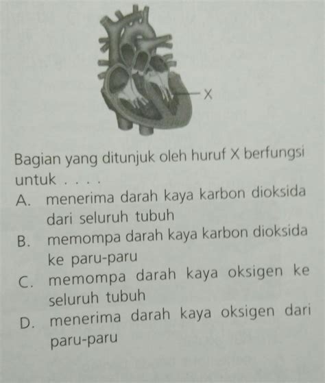 Bagian Yang Ditunjuk Oleh Huruf X Berfungsi Untuk Mohon Jawabannya Kaka