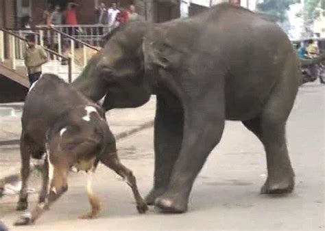 Two Raging Elephants Invade Mysore Kill Security Guard In 3 Hour Rampage Daily Mail Online