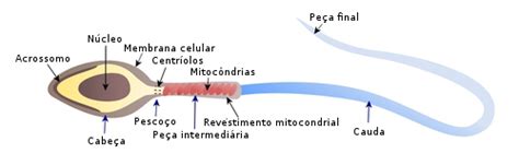 Espermatozóide Reprodução E Embriologia Infoescola