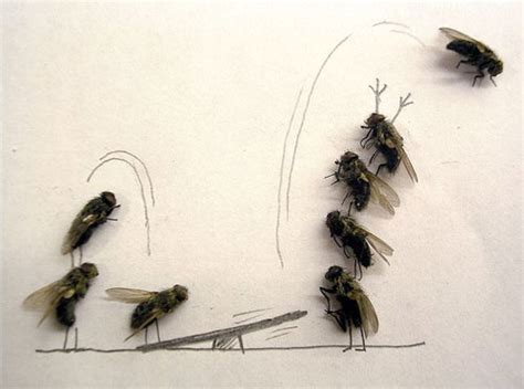 Dead Fly Art Surprisingly Hilarious 15 Photos