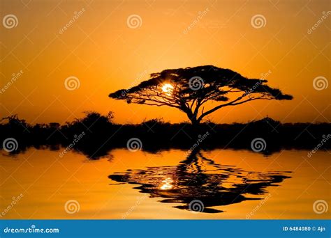 Acacia Tree At Sunrise Stock Photo Image Of Tree Warm 6484080