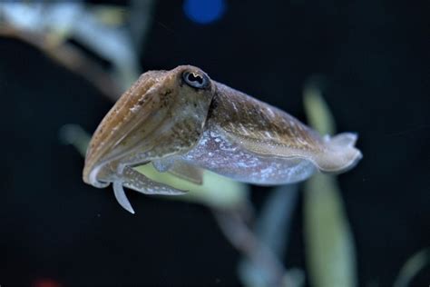 Cuttlefish Vs Squid 5 Differences And 5 Similarities Misfit Animals